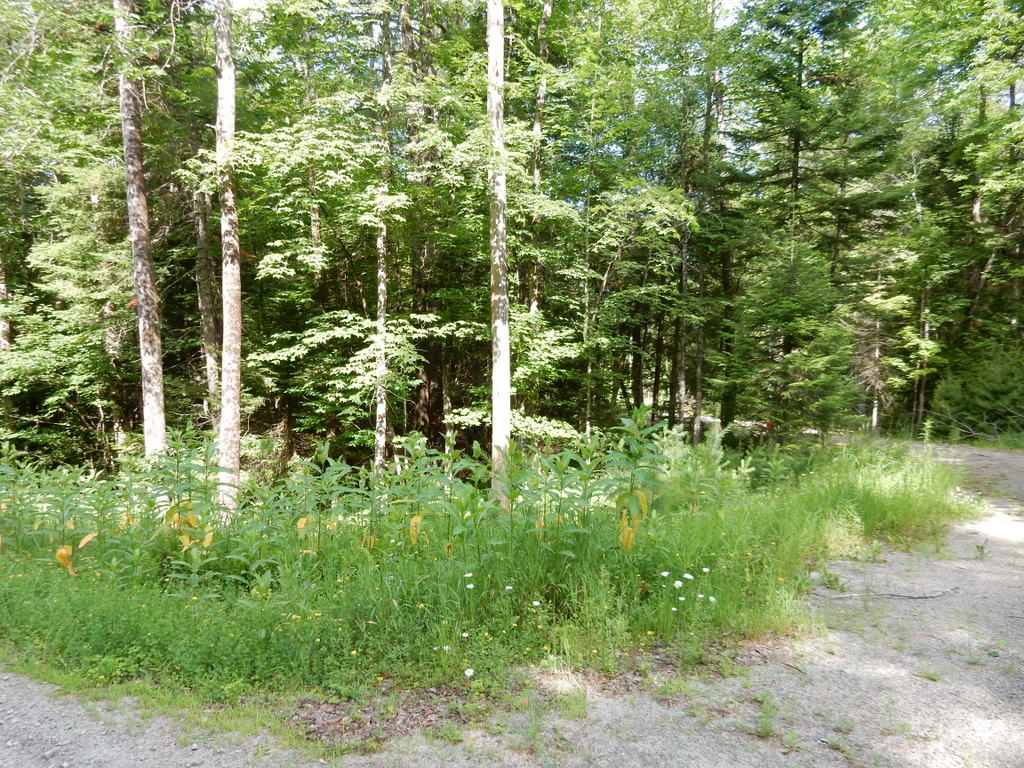 Gore Mountain Adirondack Park Real Estate Land For Sale *Seasonal Specials*